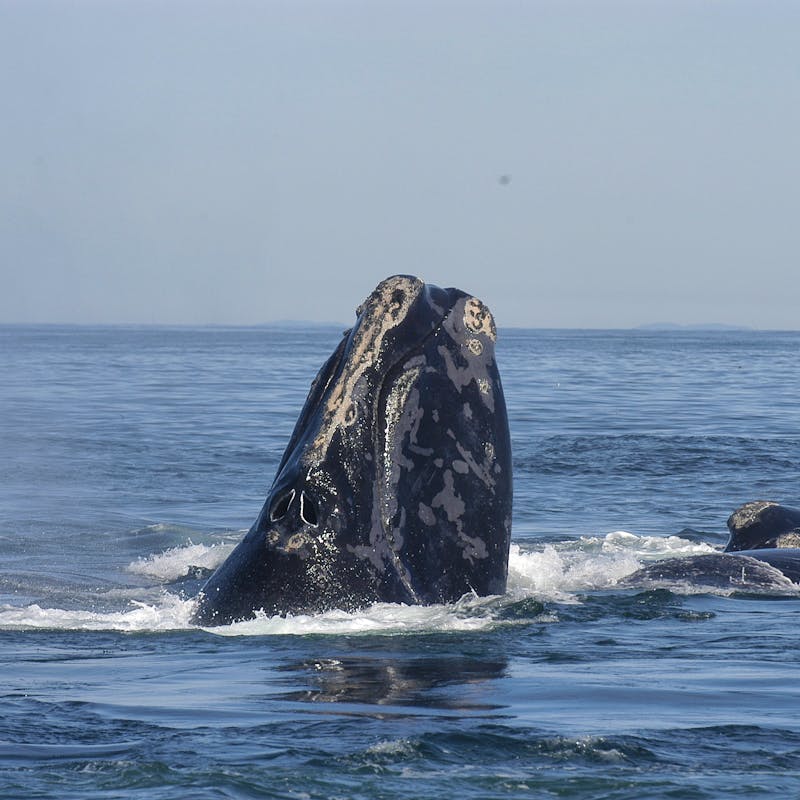 North atlantic right whale